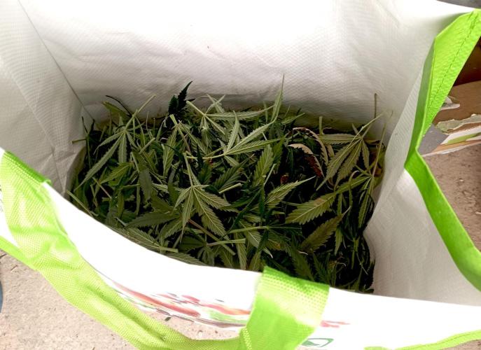 RQS Triple G. Week 12 - first days