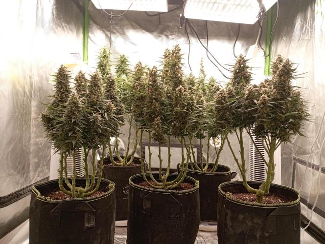 RQS Triple G. Week 12