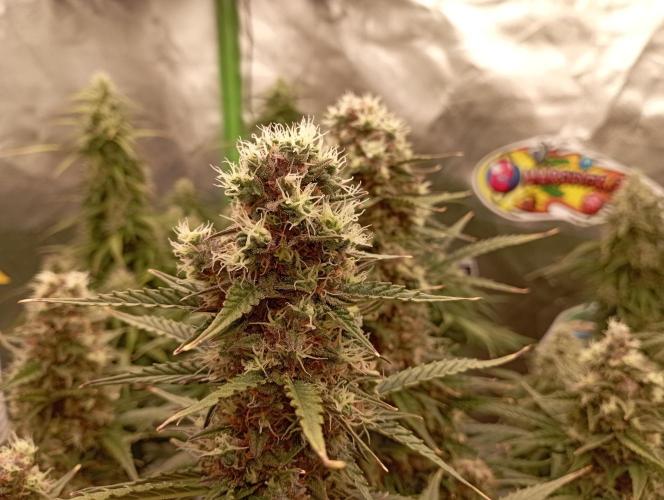 RQS Triple G. Week 12