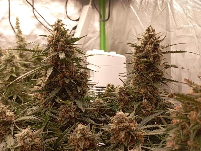 RQS Triple G. Week 12