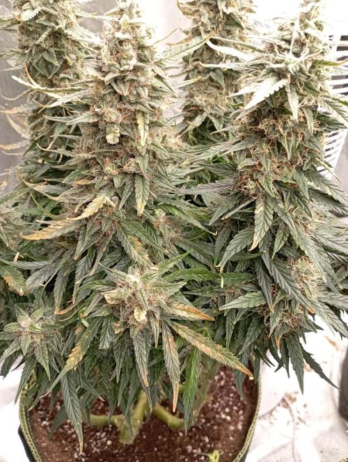 RQS Triple G. Week 12