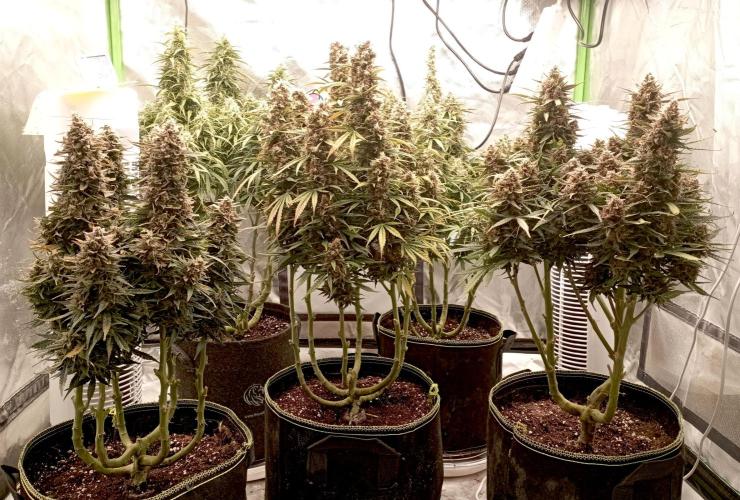 RQS Triple G. Week 13 - first days