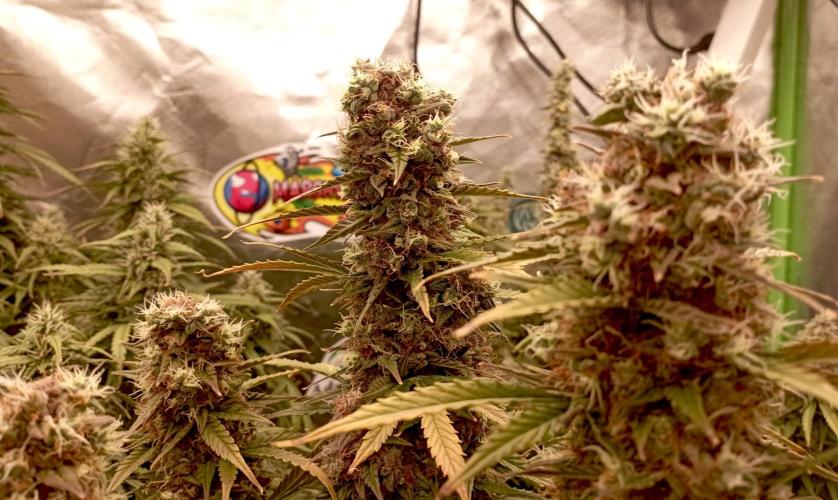 RQS Triple G. Week 13 - first days