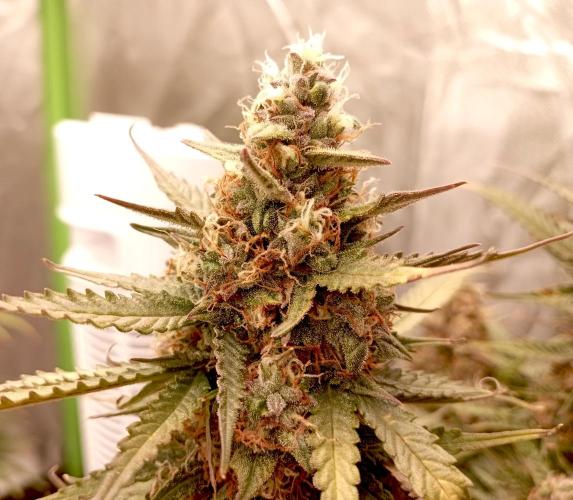 RQS Triple G. Week 13 - first days