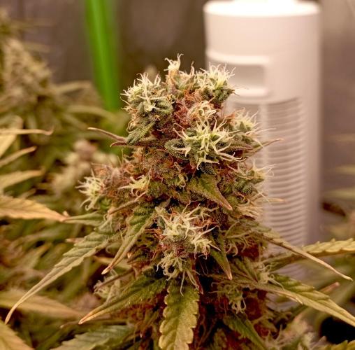 RQS Triple G. Week 13 - first days