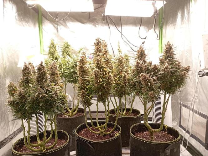 RQS Triple G. Week 13 - midweek