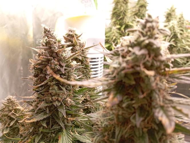 RQS Triple G. Week 13 - midweek