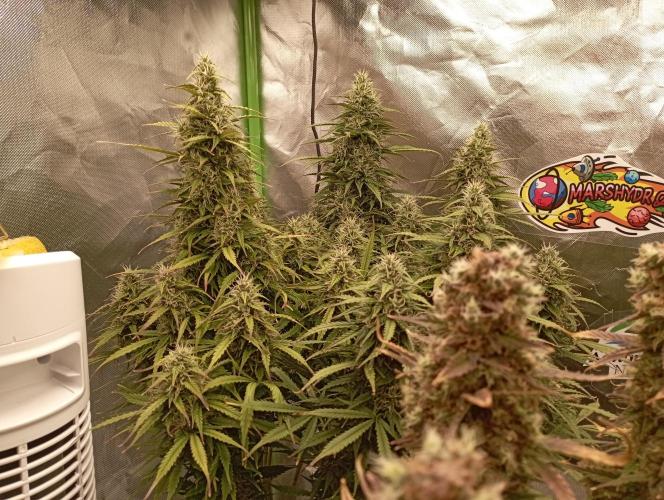 RQS Triple G. Week 13 - midweek