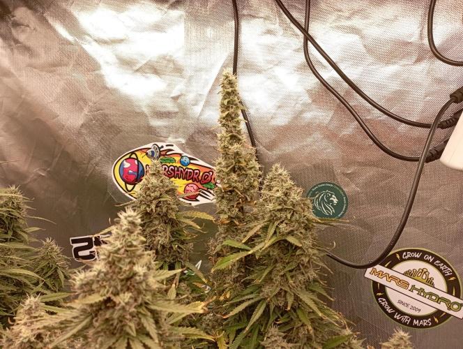 RQS Triple G. Week 13 - midweek