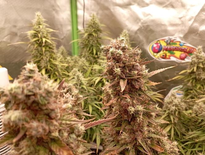 RQS Triple G. Week 14 - first days