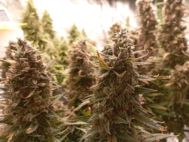 RQS Triple G. Week 14 - first days