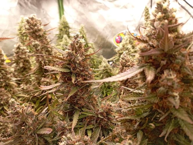 RQS Triple G. Week 14 - first days