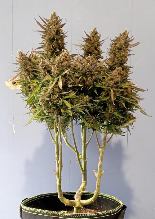 RQS Triple G. Week 14 - first days