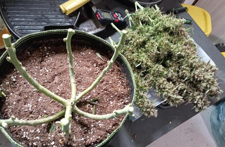 RQS Triple G. Week 14 - first days