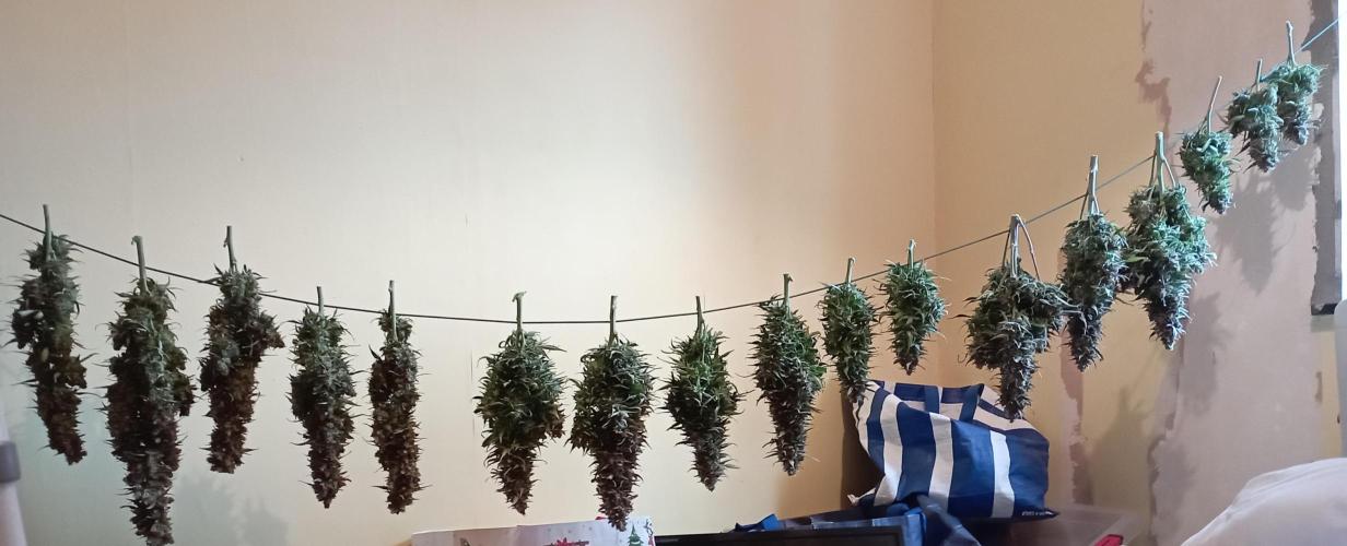 RQS Triple G. Week 14 - first days