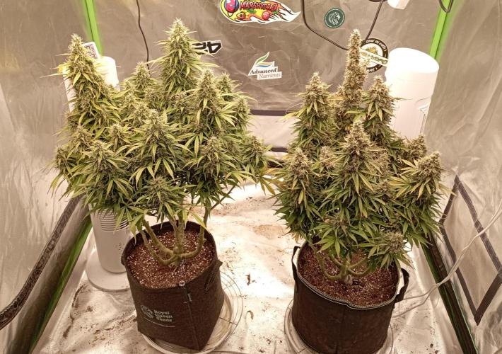 RQS Triple G. Week 14 - first days