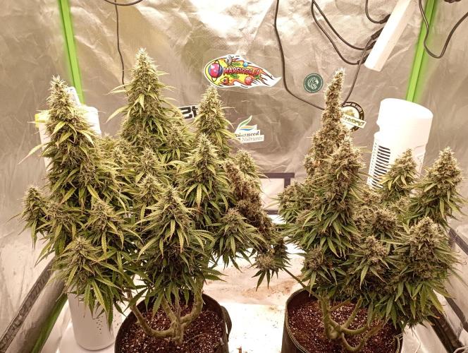 RQS Triple G. Week 14 - midweek