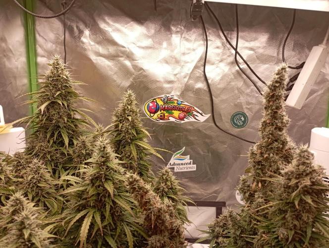 RQS Triple G. Week 14 - midweek