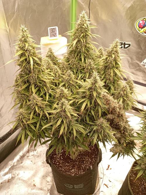 RQS Triple G. Week 14 - midweek