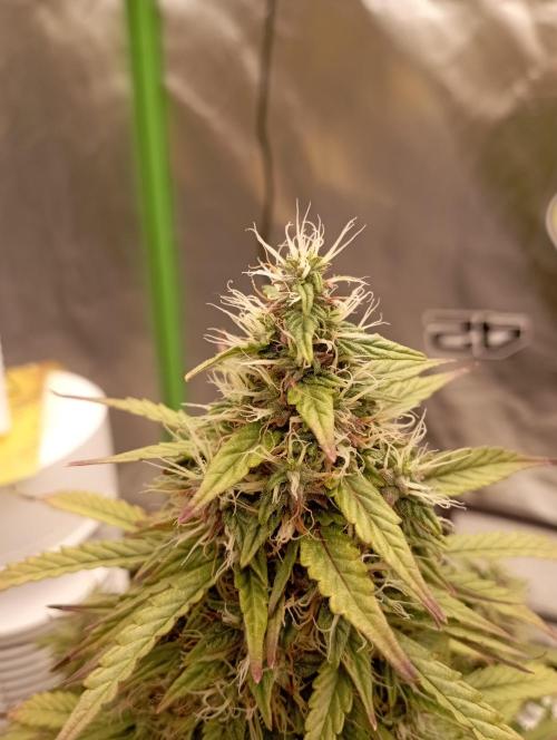RQS Triple G. Week 14 - midweek