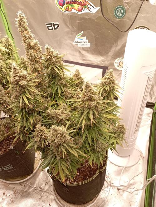 RQS Triple G. Week 14 - midweek