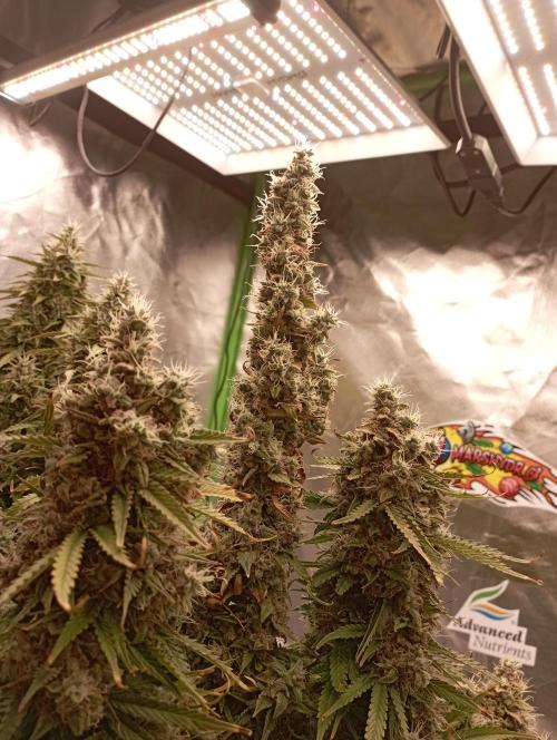 RQS Triple G. Week 14 - midweek