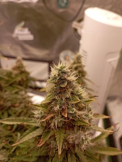 RQS Triple G. Week 14 - midweek