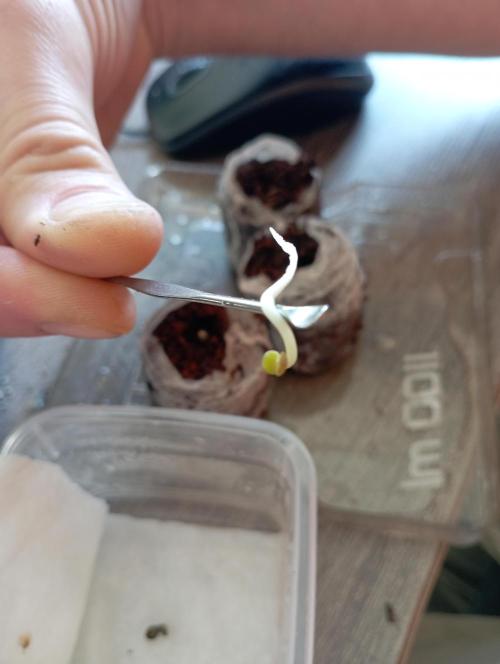FB West Coast OG. Week 0 - day 4
