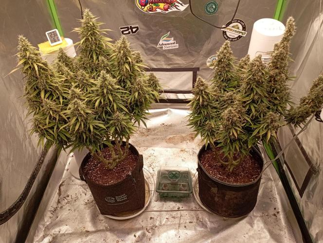 FB West Coast OG. Week 0 - day 4