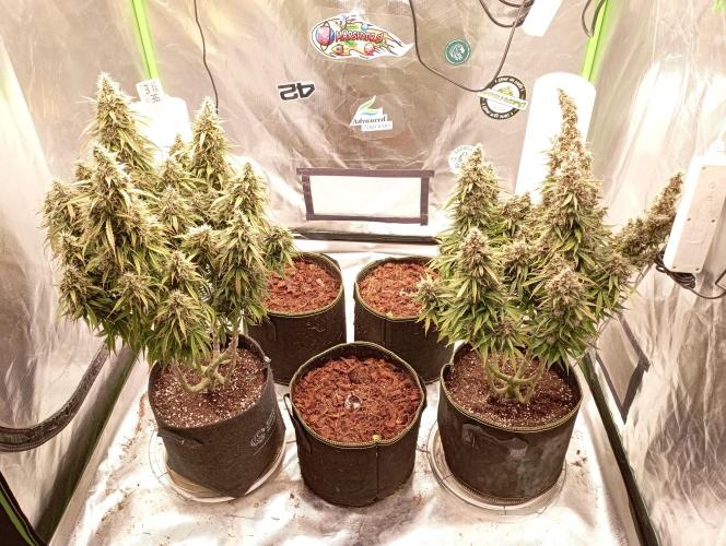FB West Coast OG. Week 0 - day 5
