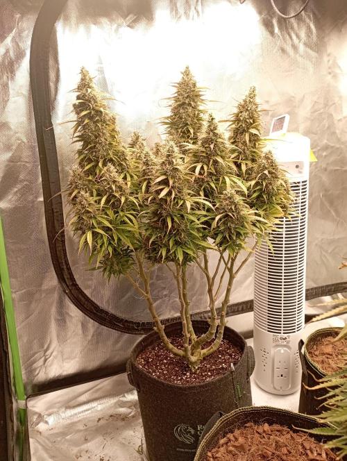 RQS Triple G. Week 15 - first days