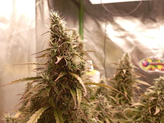 RQS Triple G. Week 15 - first days