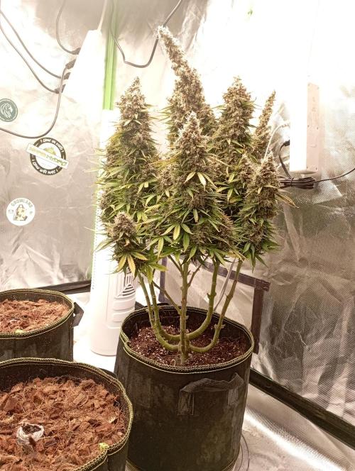 RQS Triple G. Week 15 - first days