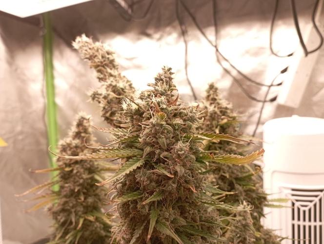 RQS Triple G. Week 15 - first days