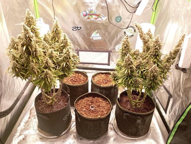FB West Coast OG. Week 1 - first days