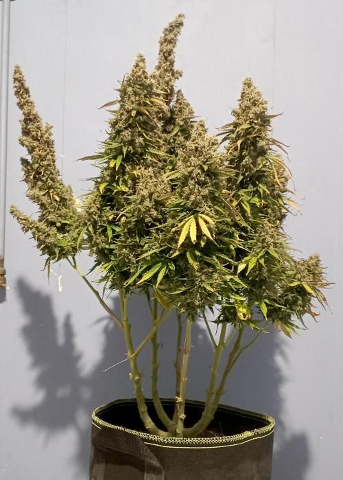 RQS Triple G. Week 15 - midweek