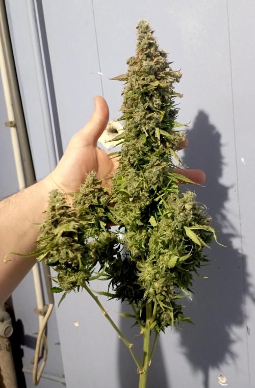 RQS Triple G. Week 15 - midweek