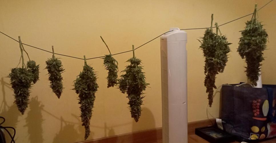 RQS Triple G. Week 15 - midweek