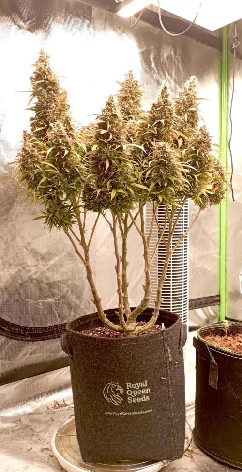 RQS Triple G. Week 15 - midweek