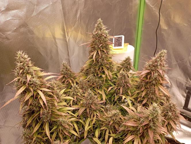 RQS Triple G. Week 15 - midweek