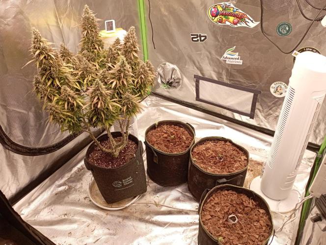 FB West Coast OG. Week 1 - midweek