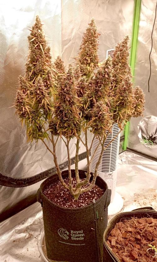 RQS Triple G. Week 16 - first days