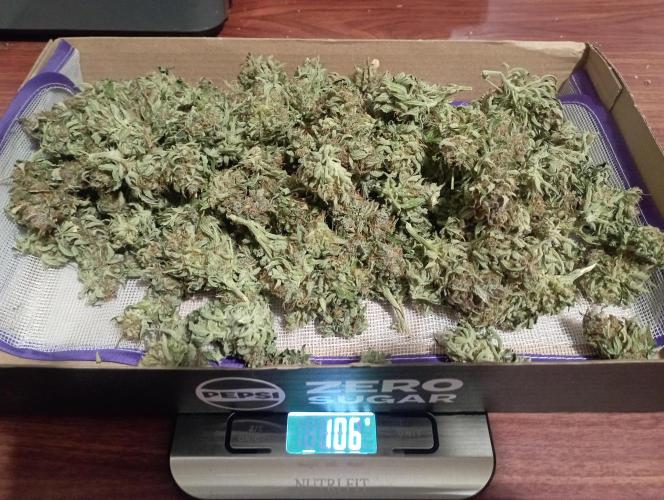 RQS Triple G. Week 16 - first days