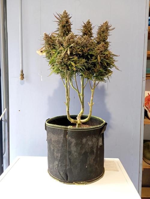 RQS Triple G. Week 16 - first days