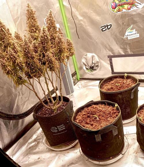 FB West Coast OG. Week 2 - first days