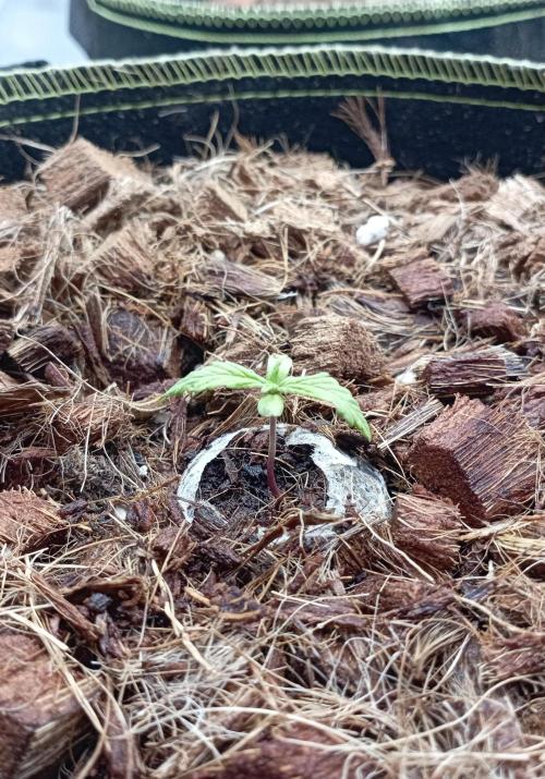 FB West Coast OG. Week 2 - first days