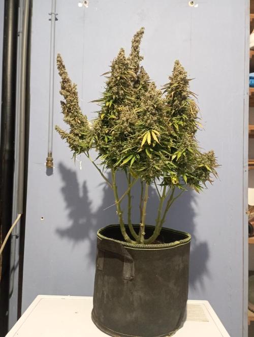 RQS Triple G. Week 17 - 4th