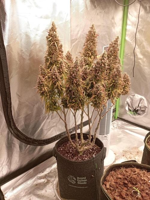 RQS Triple G. Week 17 - 5th