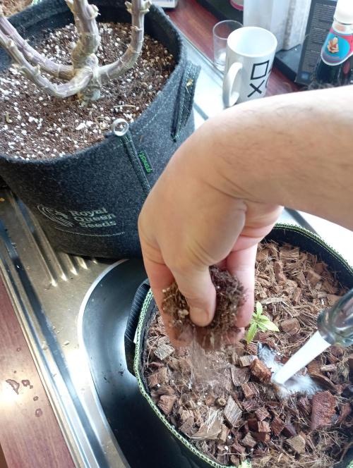 FB West Coast OG. Week 3 - 1st days