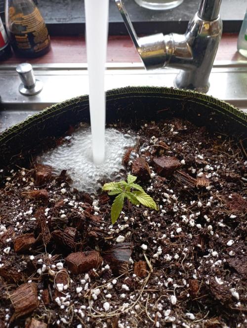 FB West Coast OG. Week 3 - 1st days
